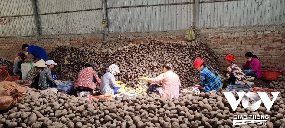 Cơ hội mới cho khoai lang...